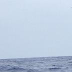 Tropical storm warning and an  unexpected visitor