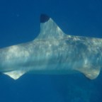 Sharks … and other fishy stories